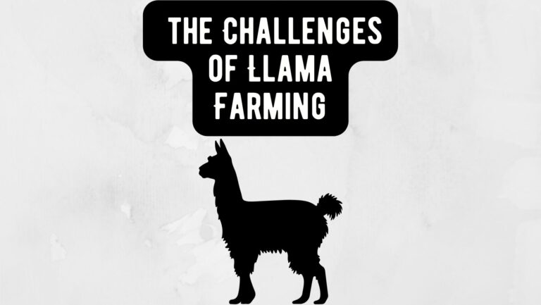 Challenges of Llama Farming