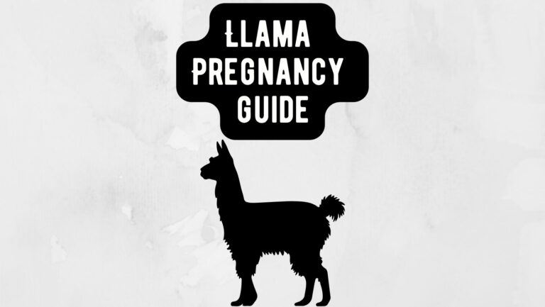 Llama Pregnancy