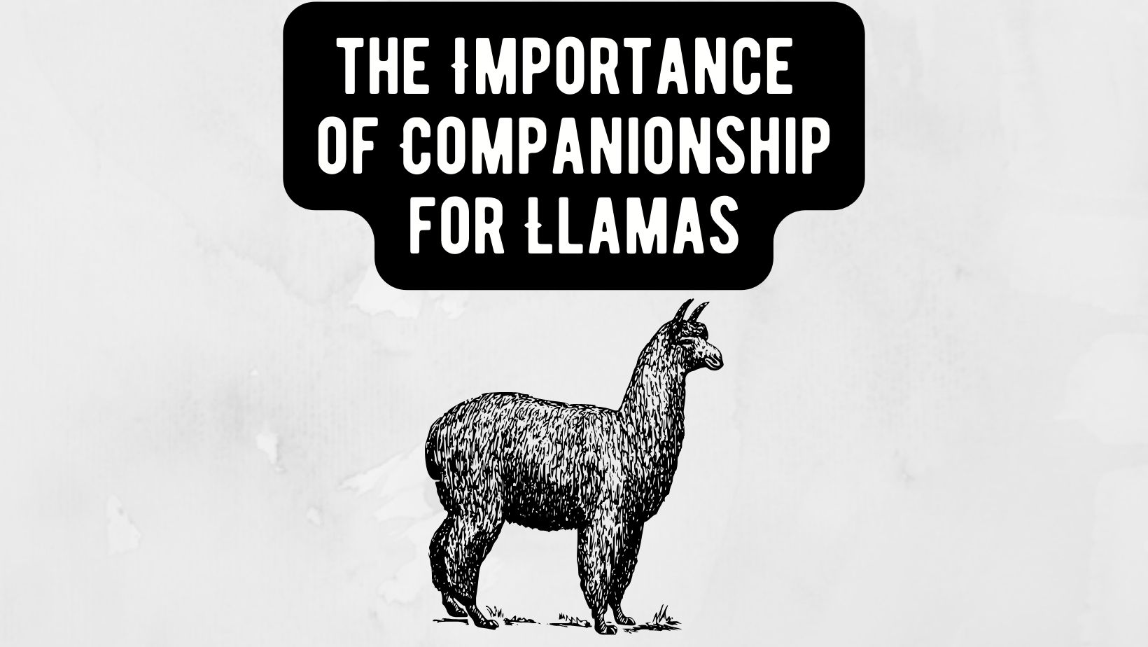 Importance of Companionship for Llamas