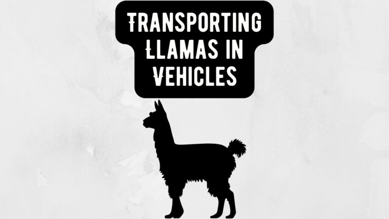 Transporting Llamas in Vehicles