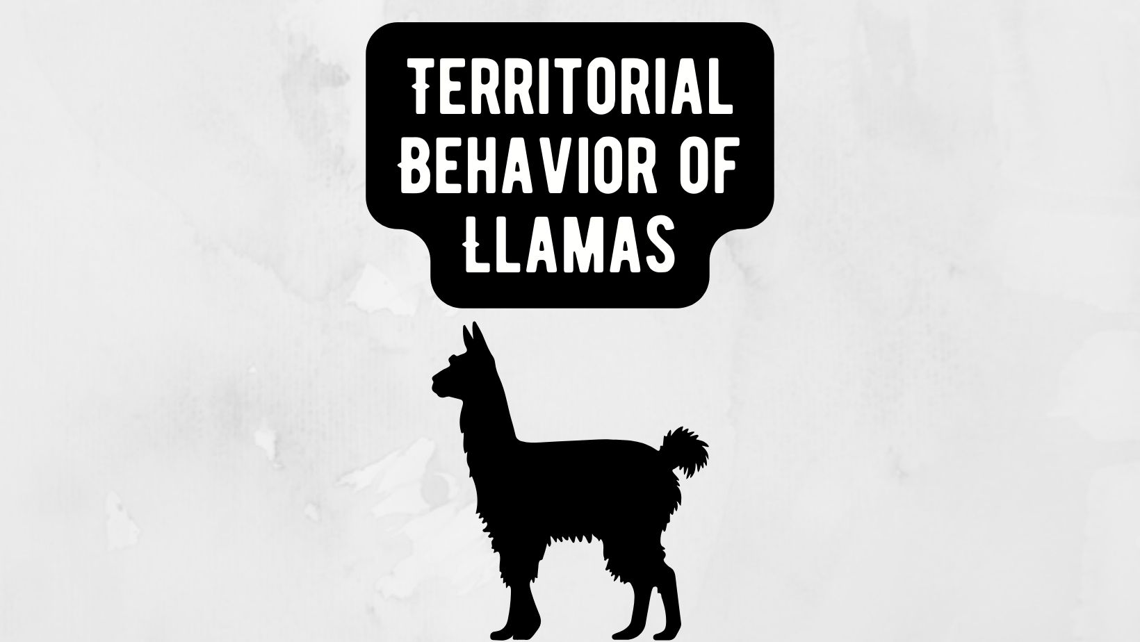 Territorial Behavior of Llamas