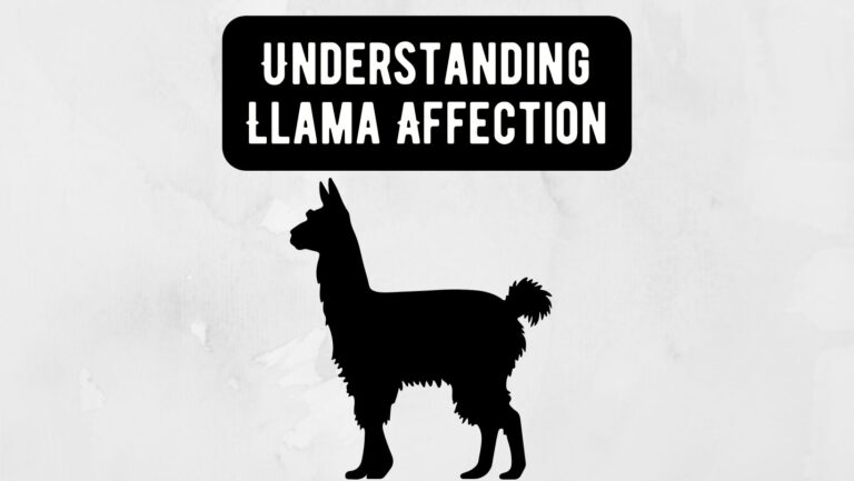 Llama Affection