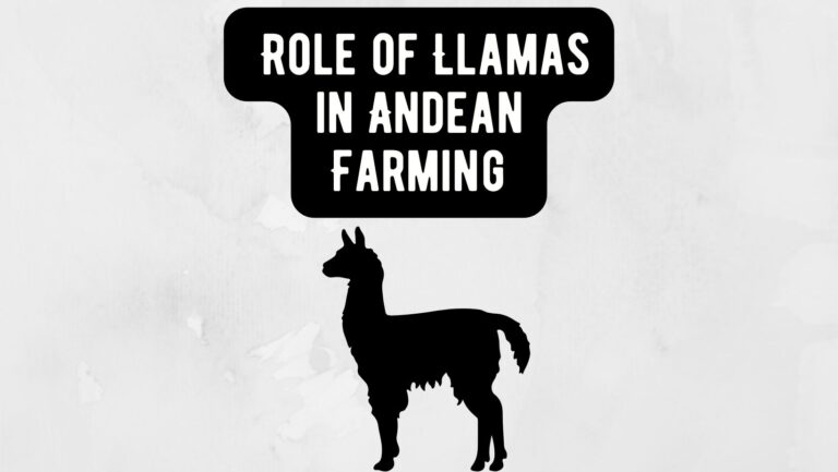 Role of Llamas in Andean Farming