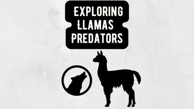 Llamas in the Wild: Exploring Their Predators and How They Survive