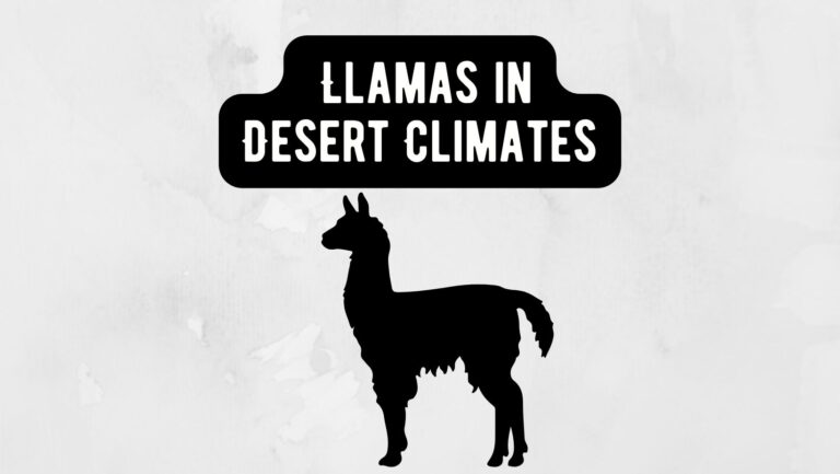 Llamas in Desert Climate