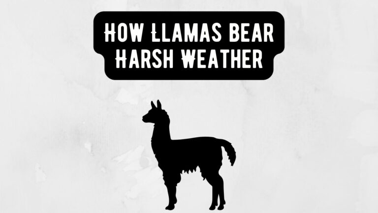 How Llamas Brave Harsh Weather