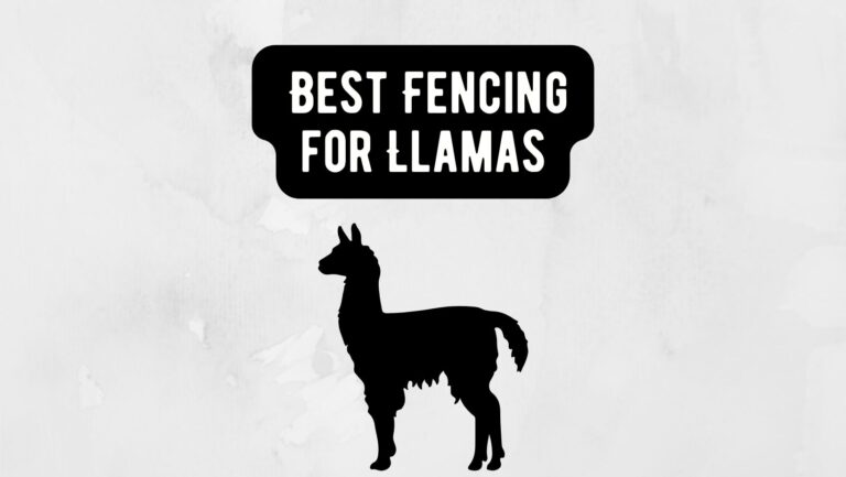 Best Fencing for Llamas