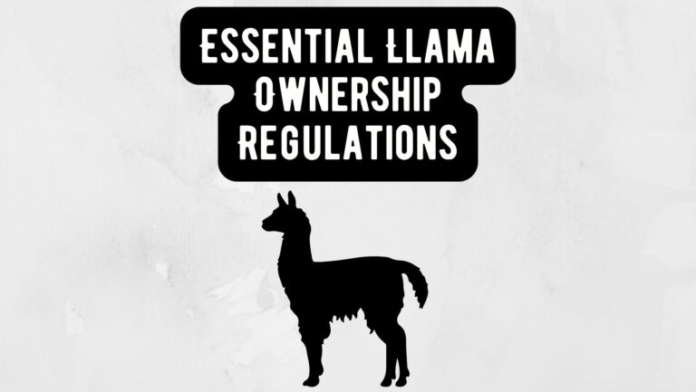 Essential Llama Ownership Regulations