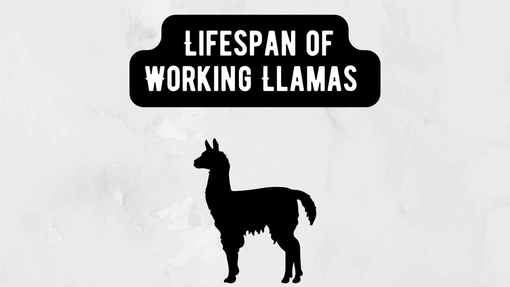 Lifespan of Working Llamas