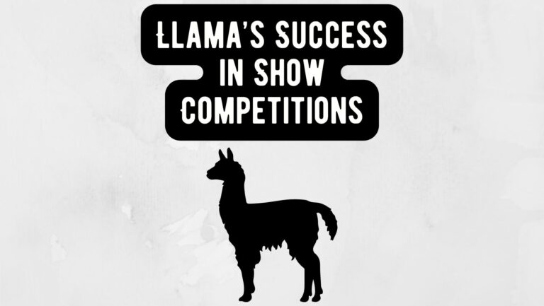 Llama's Show Competitions Success