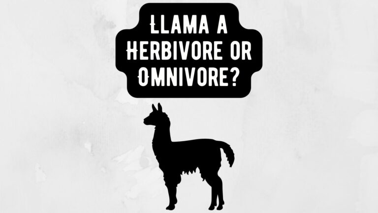 Llama a Herbivore or Omnivore