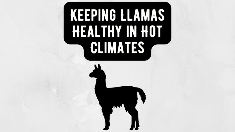 Llamas Healthy in Hot Climates