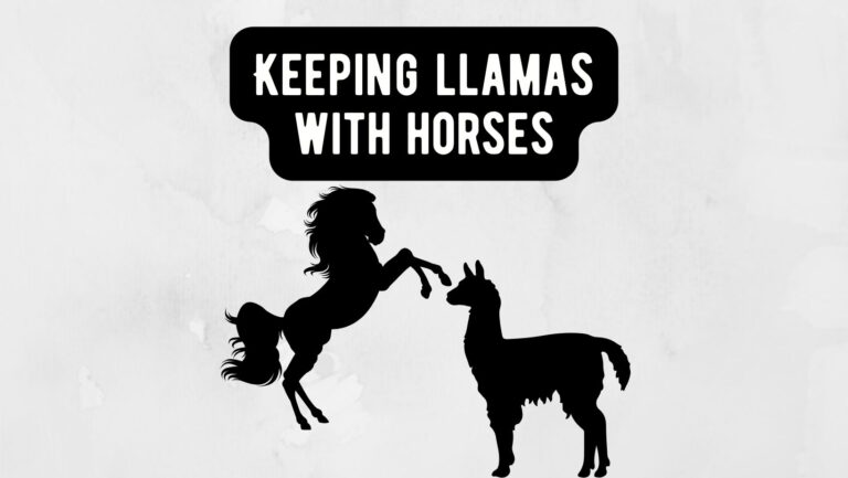 Keeping llamas with horses