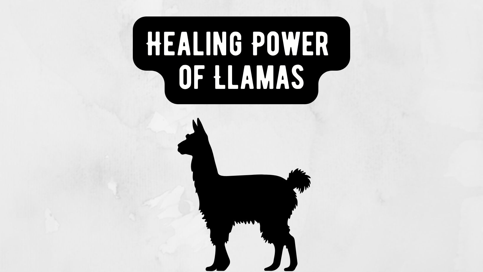 Llama Therapy Programs